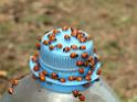 The Rosalie and ladybirds